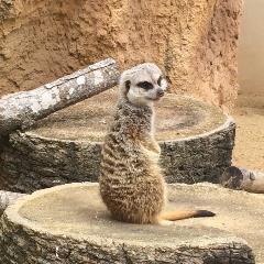 | 10º ano de Biologia no Zoo de Lisboa |